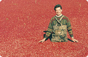 Man standing in a cranberry crop