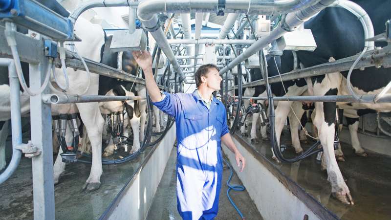 Dairy facility and cows