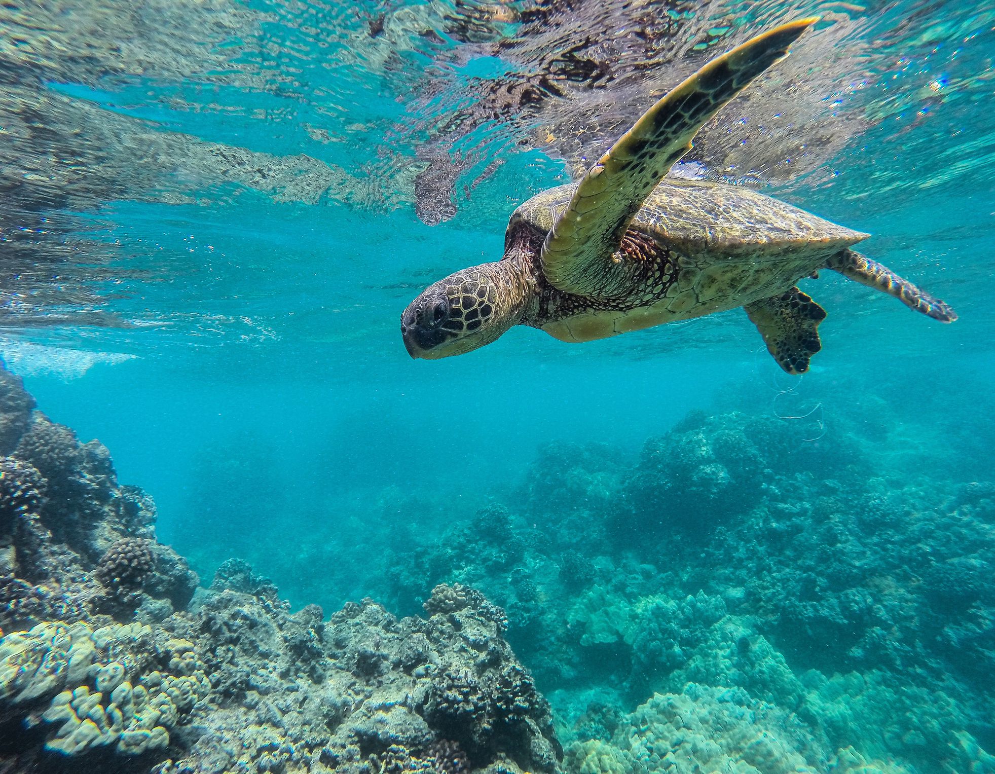 Green sea turtle of Maui