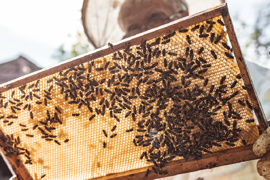 A beekeeper inspects his colony of bees on a piece of honeycomb