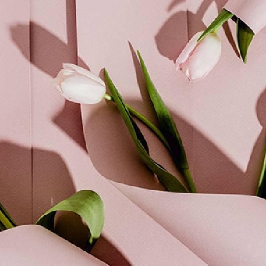 Five tulips resting on pink fabric.