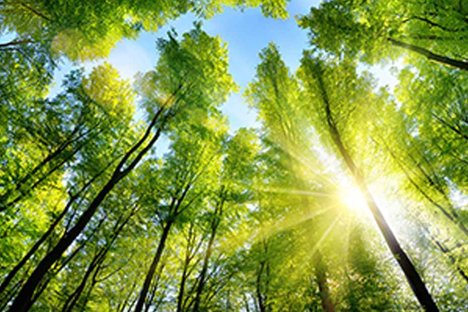 The sun illuminating green treetops of tall beech trees in a Canadian forest
