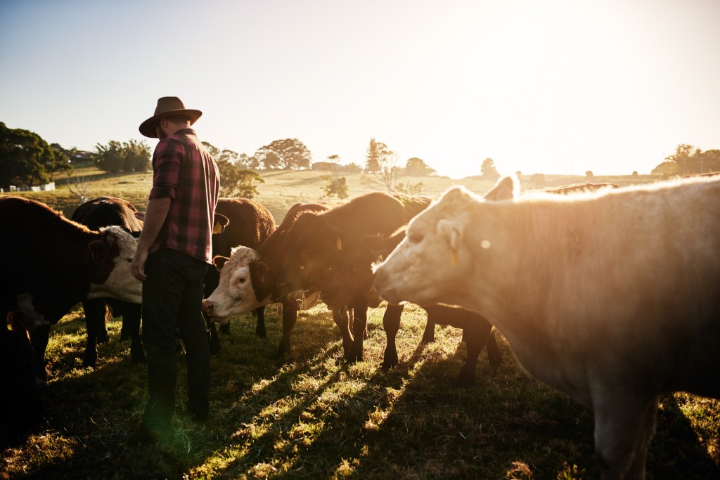 A man feeds the cows in the field.