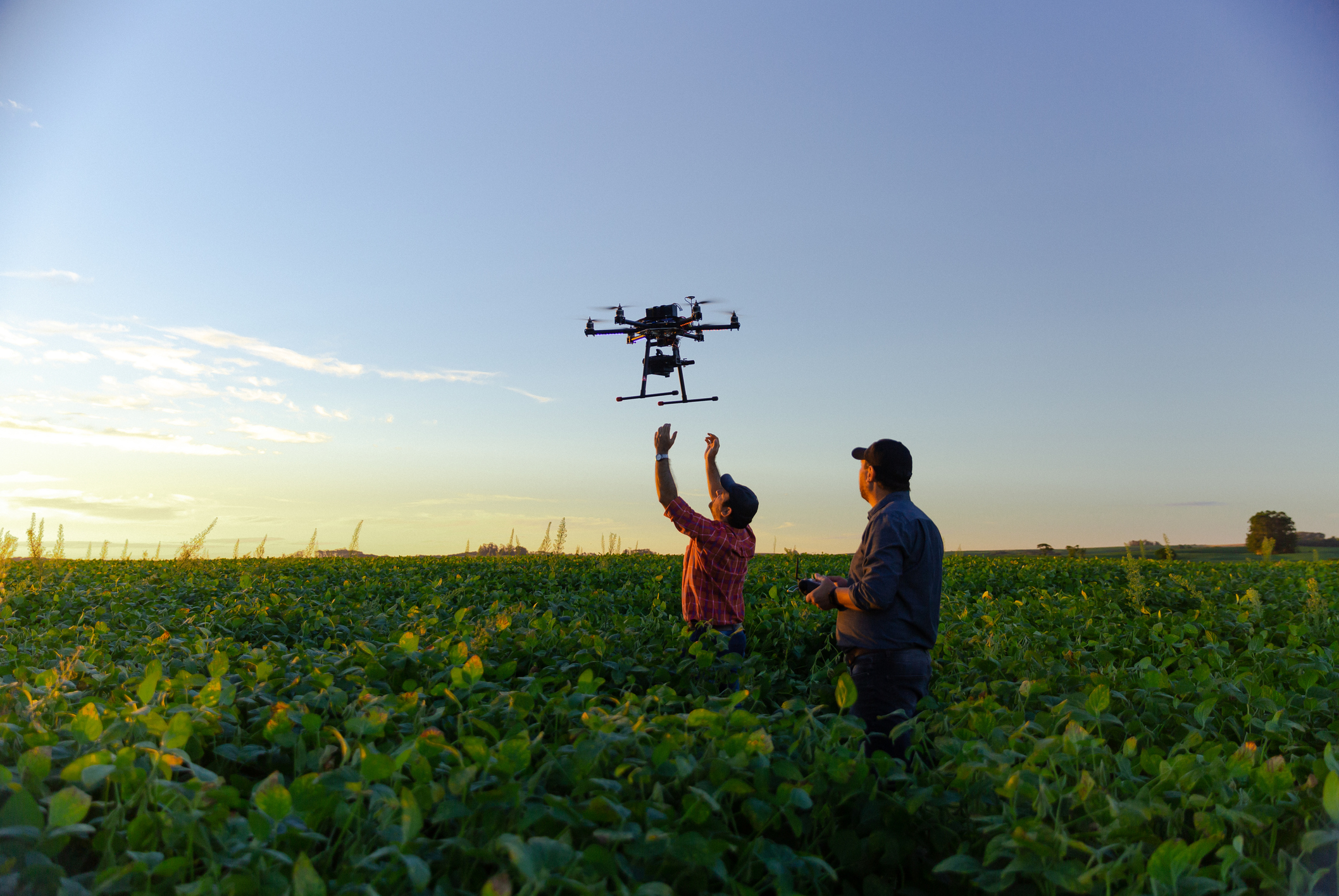 Drone in soybean crop.