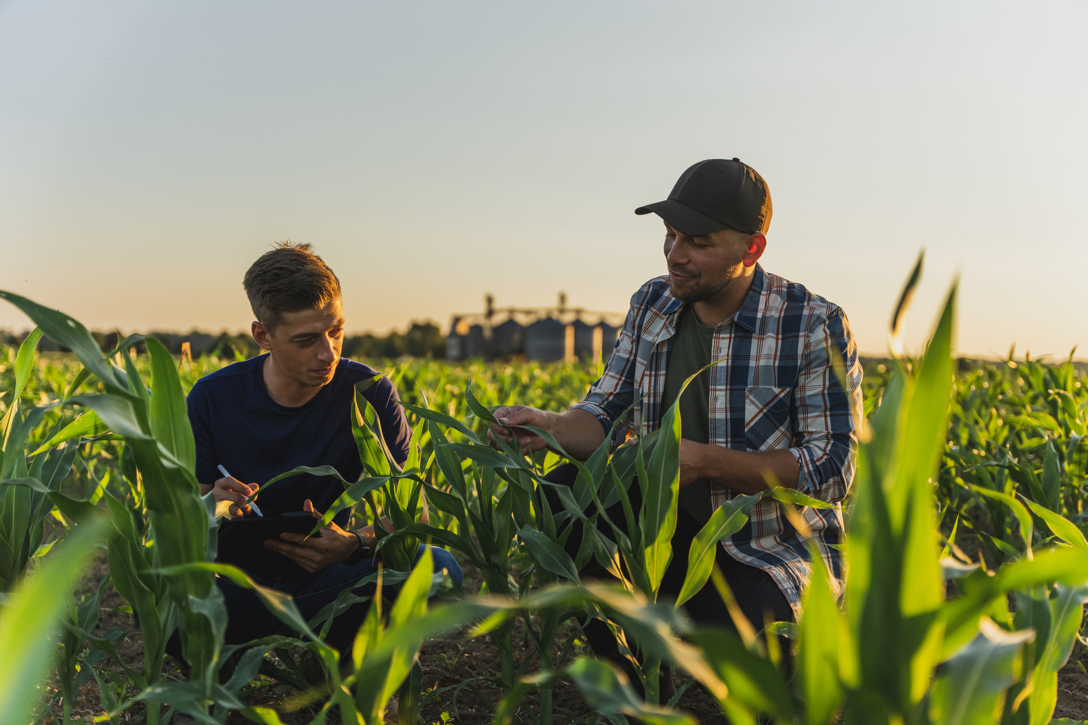 Male farmer and agronomist with tablet computer examining young green corn plants in agricultural field