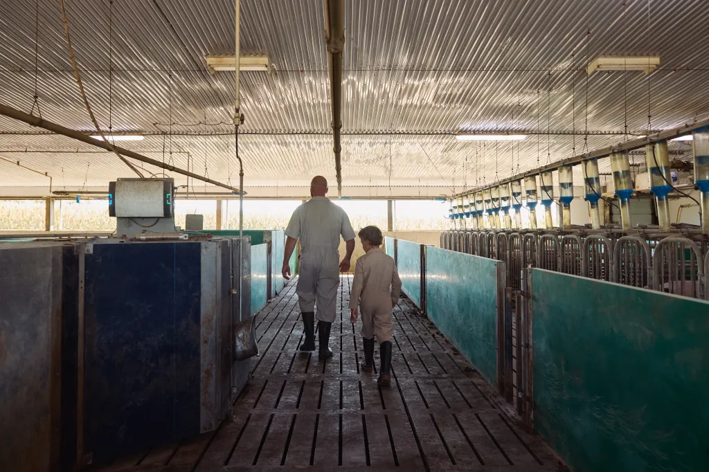 A farmer walks through the hog barn with their child.