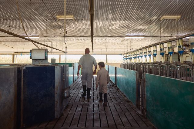 A farmer walks through the hog barn with their child.