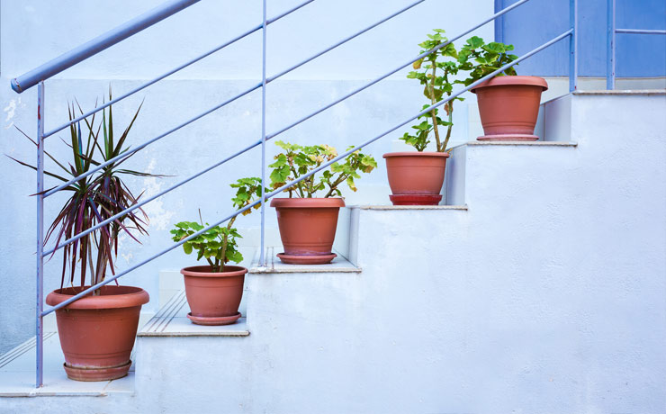 5 pots de plantes alignés sur les escaliers