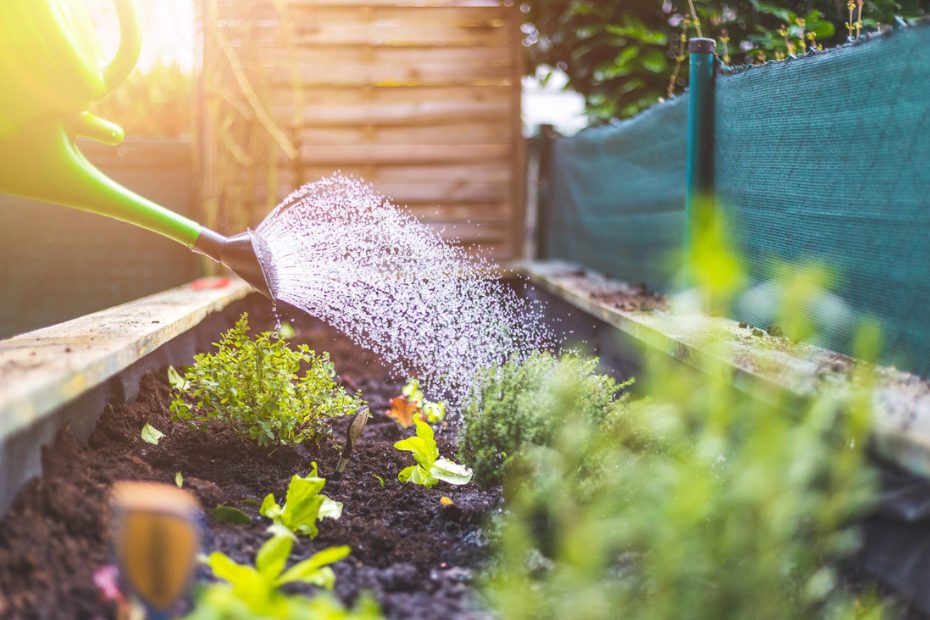 Arroser les plantes du jardin