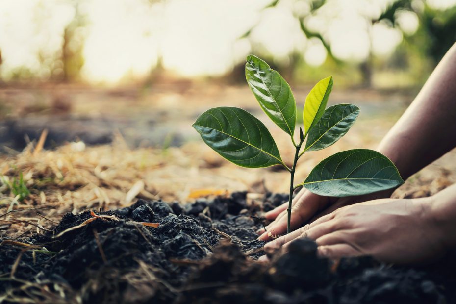 Plantation d'un arbre dans un jardin