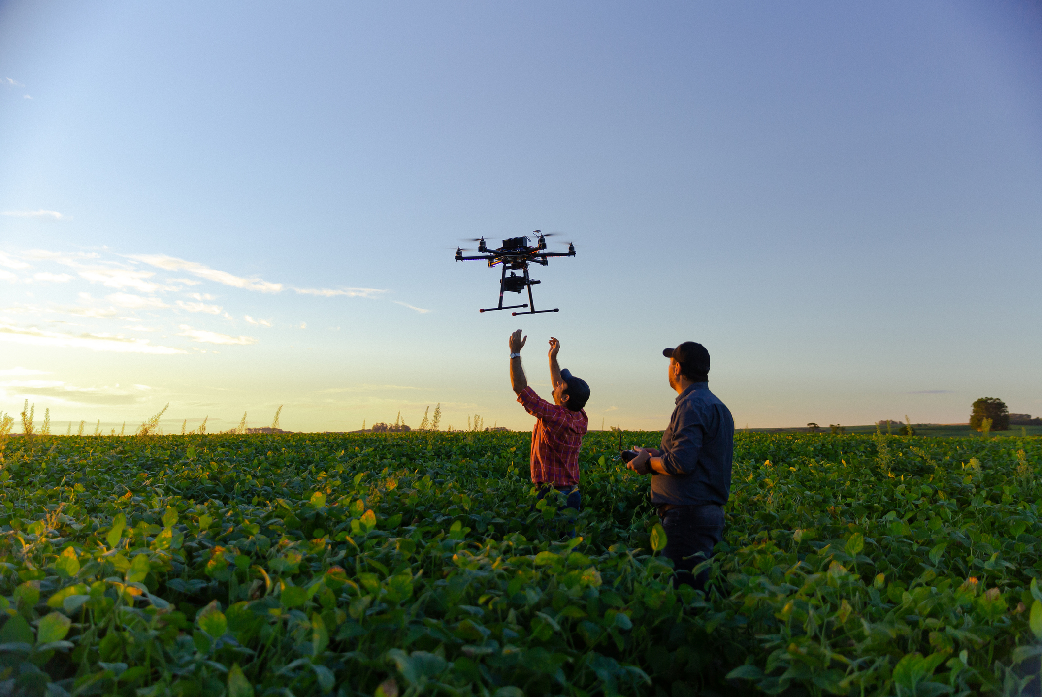 Drone dans la culture du soja.