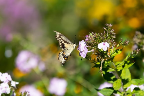 Un papillon sur une fleur