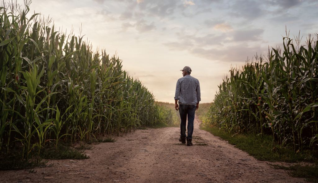 Agriculteur vérifiant la qualité de son champ de maïs au coucher du soleil avec espace de copie