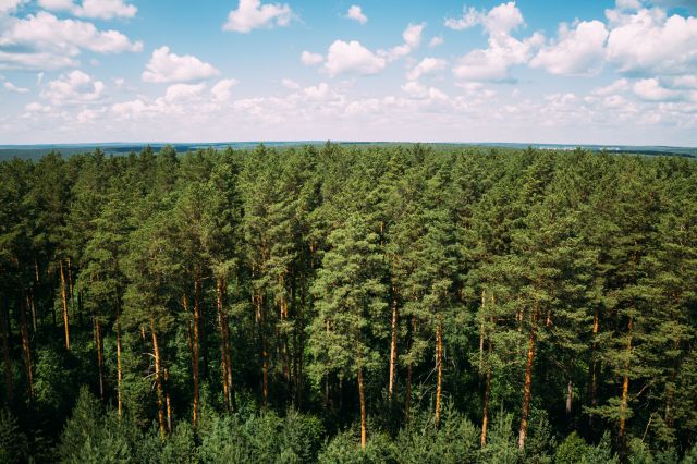 Vue d’une forêt de pins surplombée d’un ciel bleu et de nuages